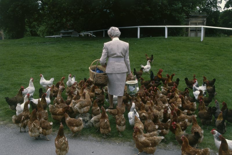 Deborah Cavendish, nee Mitford, the Duchess of Devonshire, feeds the chickens at Chatsworth House, Derbyshire, 1990s. (Photo by Christopher Simon Sykes/Hulton Archive/Getty Images)