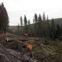 Forestry operations at Snake Woodland