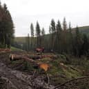 Forestry operations at Snake Woodland
