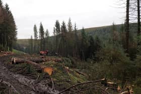 Forestry operations at Snake Woodland