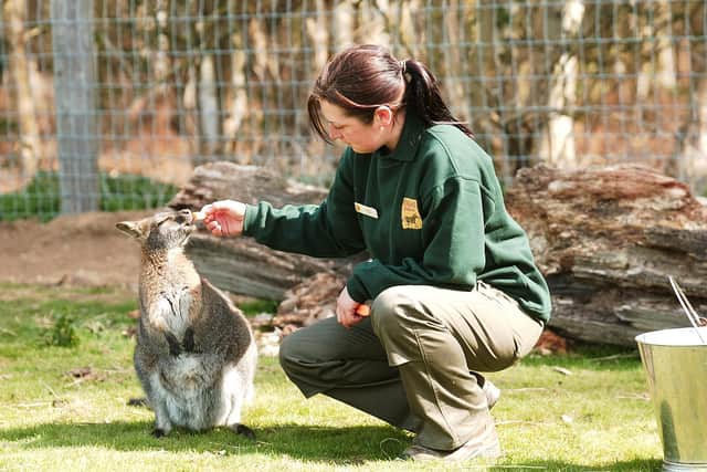 Yorkshire Wildlife Park

Wallaby