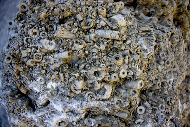 The impressive and rare fossil rock