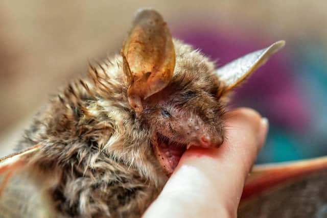 Myotis bats have been recorded on Derbyshire moorlands thanks to work by the Derbyshire Bat Group. (Photo: Patrick Pleul/DPA/AFP via Getty Images)