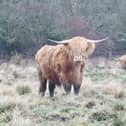 A charming shot of a pair of Highland cows, snapped by David Hodgkinson at Shipley Park.