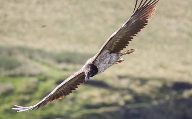 Bearded vulture in flight over the Peak District National Park. Photo by Austin Morley.