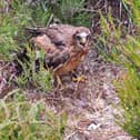 The National Trust is celebrating its most successful year for breeding rare hare harriers in the Peak District for more than a decade (picture: Peak District Raptor Monitoring Group)