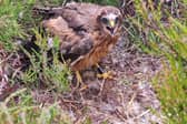 The National Trust is celebrating its most successful year for breeding rare hare harriers in the Peak District for more than a decade (picture: Peak District Raptor Monitoring Group)