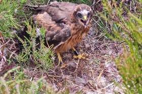 The National Trust is celebrating its most successful year for breeding rare hare harriers in the Peak District for more than a decade (picture: Peak District Raptor Monitoring Group)