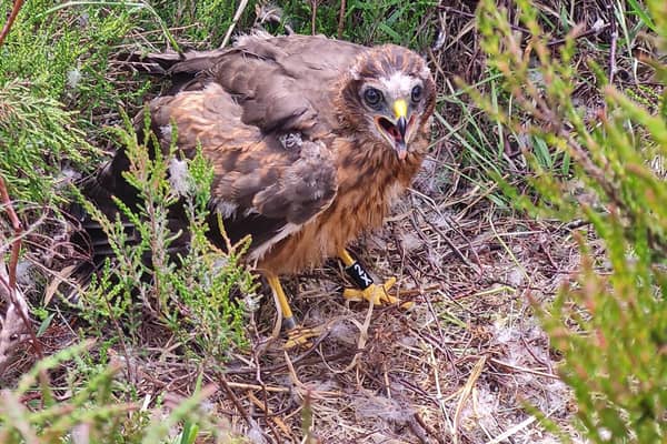 The National Trust is celebrating its most successful year for breeding rare hare harriers in the Peak District for more than a decade (picture: Peak District Raptor Monitoring Group)