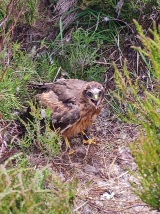 The National Trust is celebrating its most successful year for breeding rare hare harriers in the Peak District for more than a decade (picture: Peak District Raptor Monitoring Group)