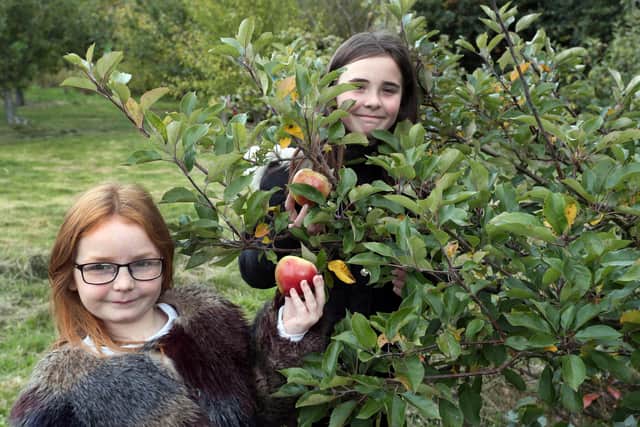 Sisters Marli and Casey Hadden pick the ripe fruit on apple day at the New Mills community orchard.