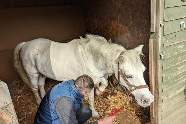 Horses at the Haywill Animal Centre were found to have tumours.