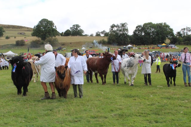 Cattle champions line up in the Grand Parade ready for prize-giving.