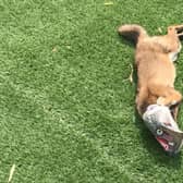 A fox got its head caught in an old Cornish pastie wrapper.