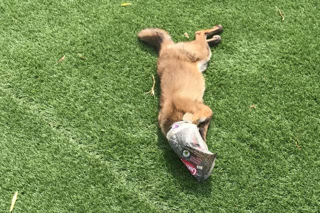 A fox got its head caught in an old Cornish pastie wrapper.