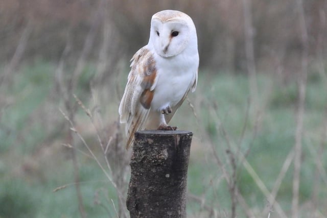 ​A superb shot of a resting barn owl for you to enjoy, taken and submitted by Ivan Dunstan.