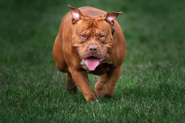 Derbyshire Police seized 380+ dangerous dogs in first two years of XL ...