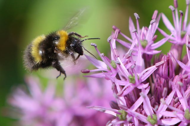 A bumblebee gathering nectar. Pic Jason Chadwick
