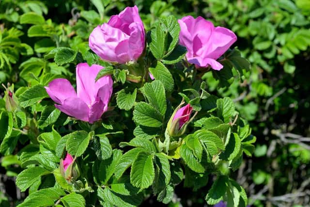 "Rose petals can be used as a herbal tea. Pink Rosa x damascena or Rosa rugosa are commonly used for making rose tea – other varieties may be more bitter in taste."