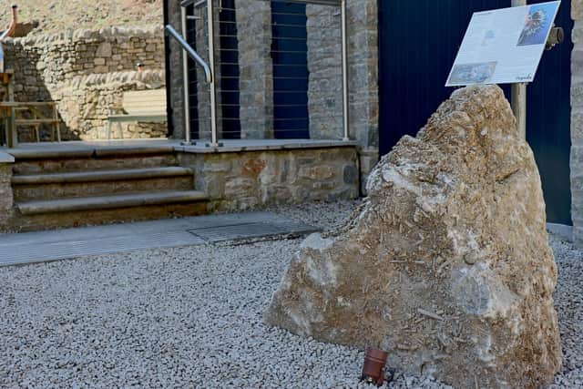 The fossil rock from Once-a-week Quarry