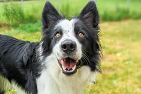 Raff is an 18-month-old male Border Collie. He has a nervous nature and takes a while to build trust but he is a friendly dog that requires lots of love and attention.