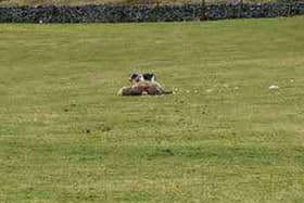 Jade's and Dan's neighbour saw a black and white dog attacking the sheep.