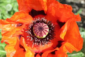 This lovely photo of a vividly-coloured poppy was taken in Buxton by Robert J Stordy.