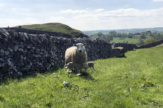John Moss also turned his lens on these newly-arrived lambs gambolling around Hartington.