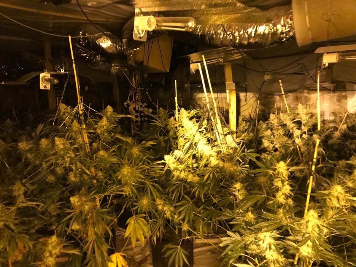 Two people arrested and cannabis found during police raids in Buxton and Peak Dale 