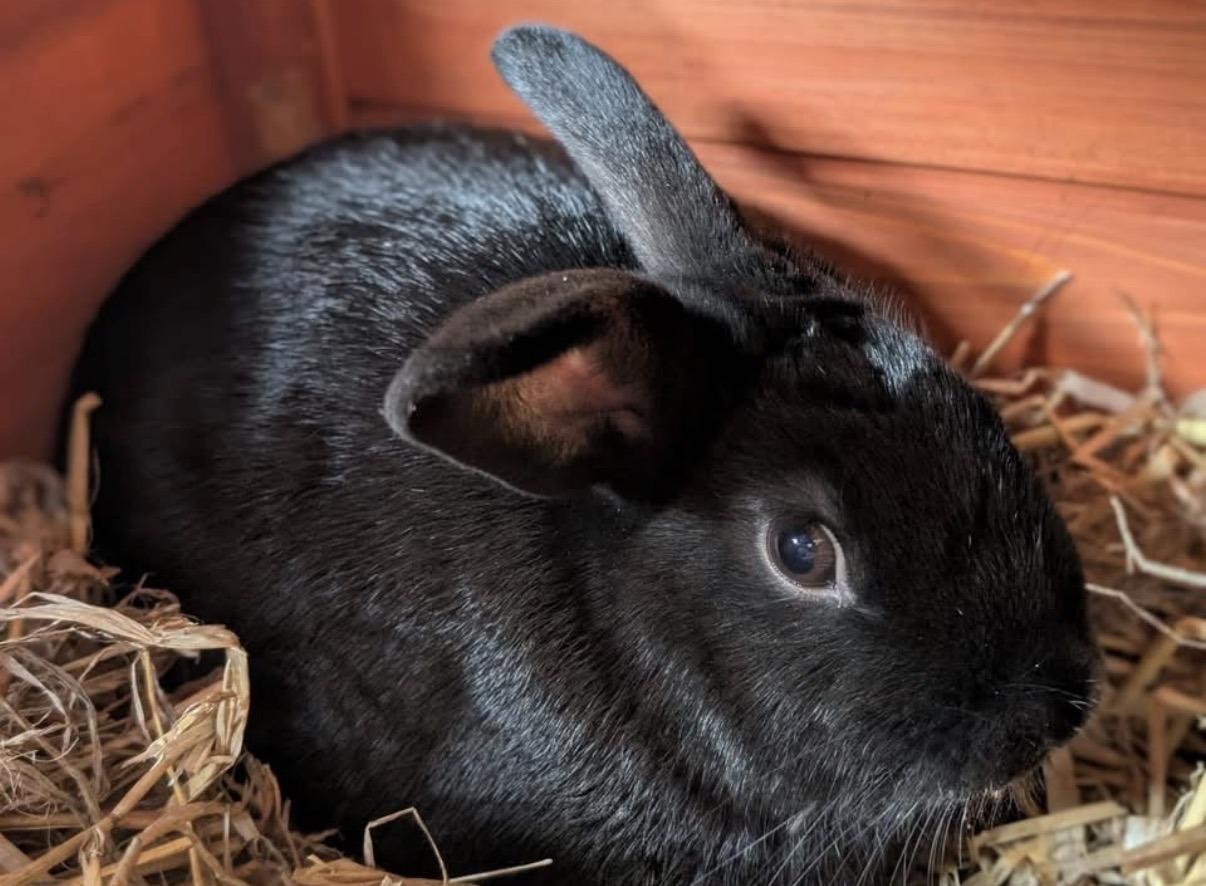 RSPCA rescue pets in need of forever High Peak homes this October