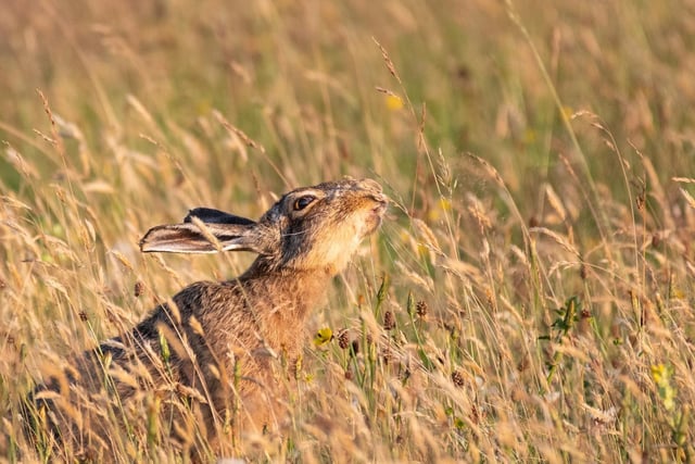 Cloud Wildlife Hide is usually frequented by birds and tawny owls.