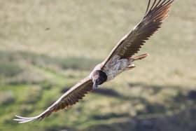 Vigo the bearded vulture in flight over the Peak District National Park (Photo by Austin Morley)