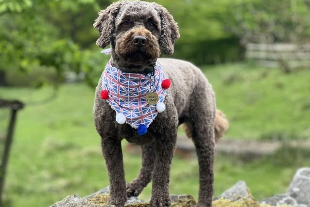 A patriotic pooch on VE Day. Photo Henry Smith