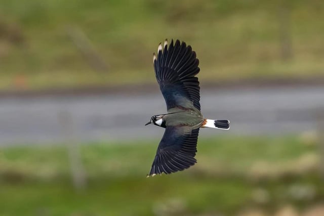 Andy Gregory sent us this cracking photo of a lapwing on the move, taken on the moors outside Buxton.
