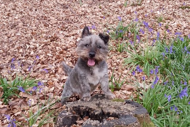 This charming shot from Gary Henley-Powell shows Stanley the terrier having a good time in Pleasley Woods