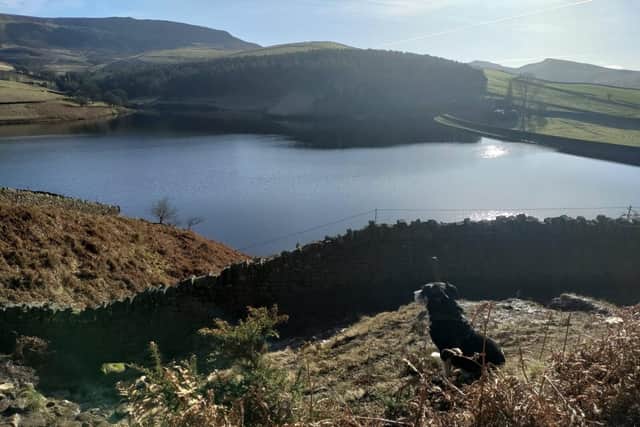 Closer to home - rescue dog Toby at Kinder reservoir, in Derbyshire