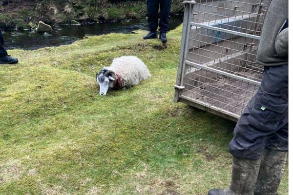 A mother sheep near Langsett Reservoir in the Peak District was mauled by an out of control Staffordshire Bull Terrier.