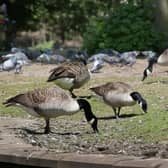 The problematic geese of the Pavilion Gardens. Photo Jason Chadwick