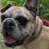 Honey at the Glossop and Tameside RSPCA has now been there longer than most other pets. Photo submitted