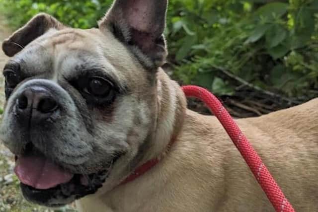 Honey at the Glossop and Tameside RSPCA has now been there longer than most other pets. Photo submitted