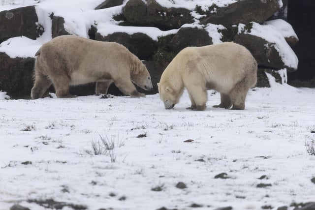Polar pals at Peak Wildlife Park. Photo RKP Photography