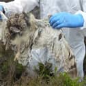 Image of the owl shot dead