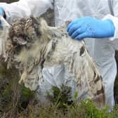 Image of the owl shot dead