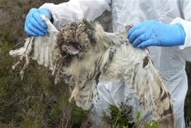 Image of the owl shot dead