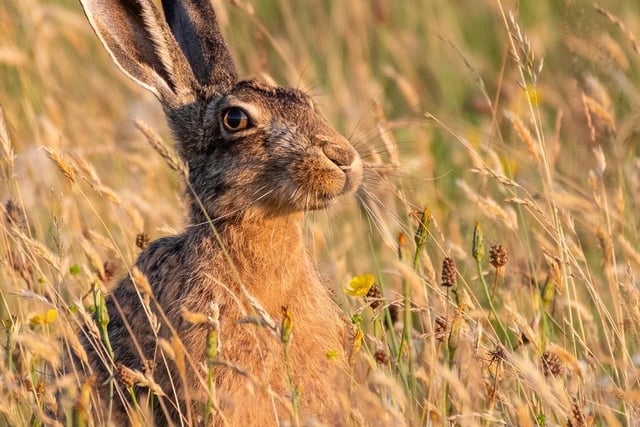 This picture shows one of the hares photographed by Oliver in the Peak District.