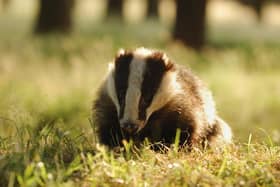 AN adult Derbyshire badger. Photo: Andrew Parkinson/2020VISION