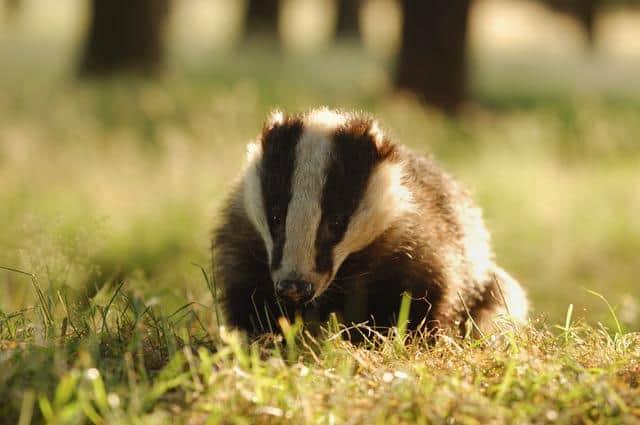 AN adult Derbyshire badger. Photo: Andrew Parkinson/2020VISION
