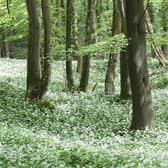 Cressbrook Dale includes 70-acres of woodland and meadows considered a highly sensitive environment.