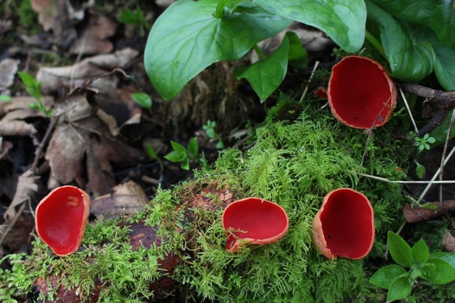 Chesterfield's Judith Price took a quirky snap of this Scarlet Elf Cup fungi, taken on a woodland walk in early March.