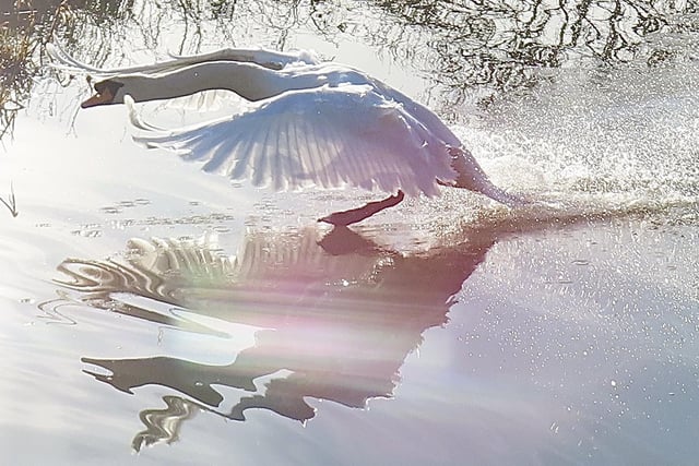This all-action shot of a swan near Ilkeston was captured by David Hodgkinson.